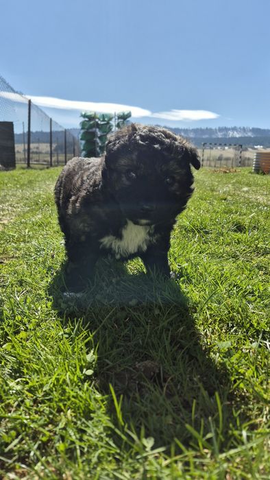 Do adopcji Suczka