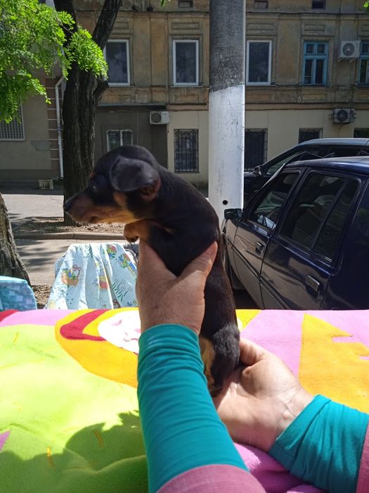 Той терьер  мини