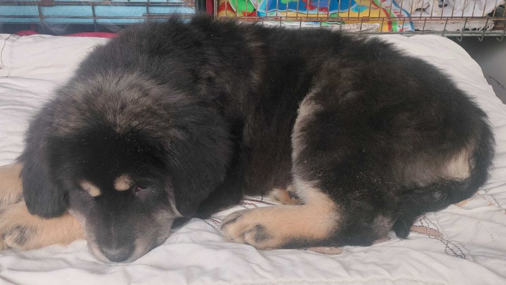 Цуценя тибетского мастіфа