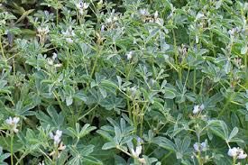 Семена Люпин узколистый (Люпин вузьколистий) медонос, сидерат