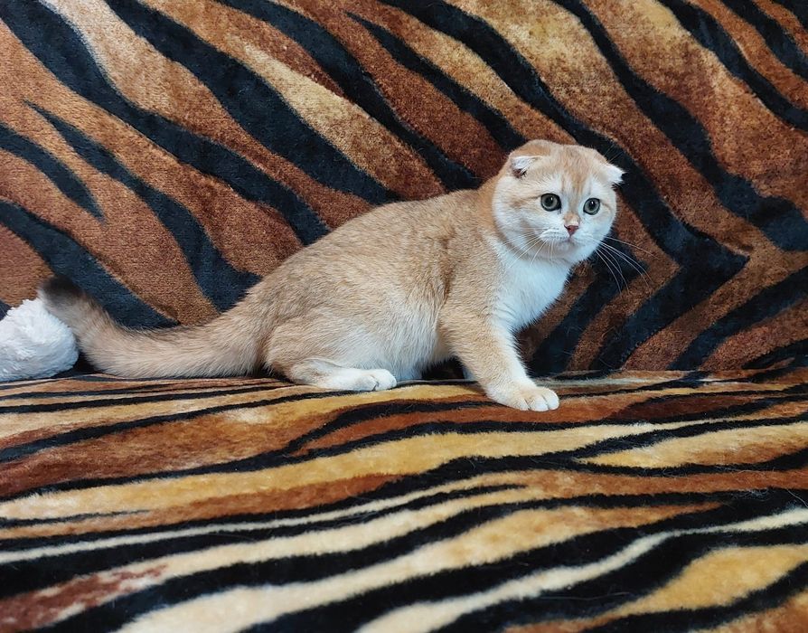 Золота шиншила, хлопчик