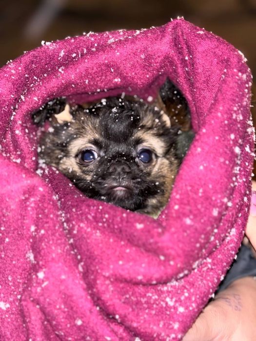 МИЛАШКА чихуашечка!!!