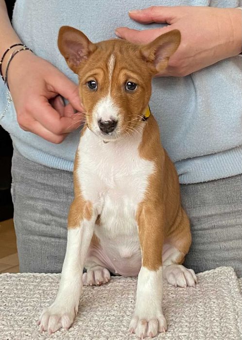 Basenji suczka szczenię legalna hodowla ZKwP