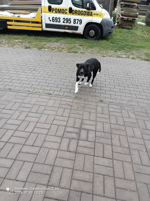 Oddam w dobre ręce
