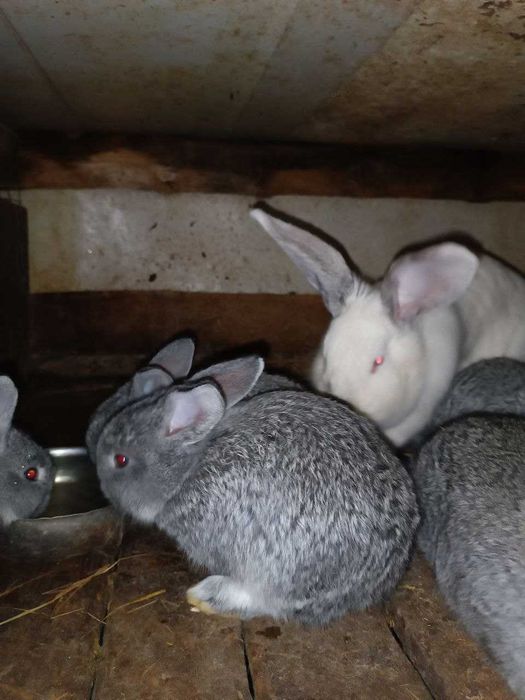 Продам кроликов великанов