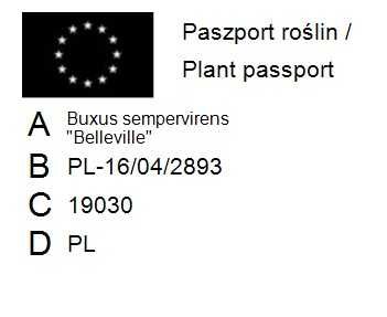 Bukszpan wieczniezielony 'Belleville' Buxus 030