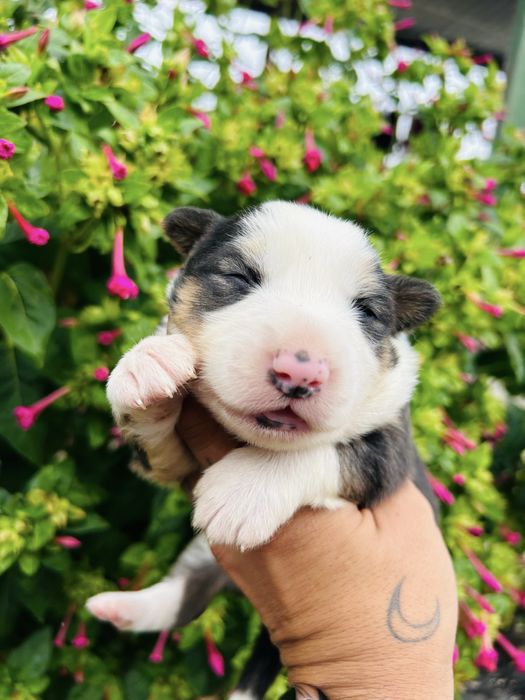 Menina border collie tricolor