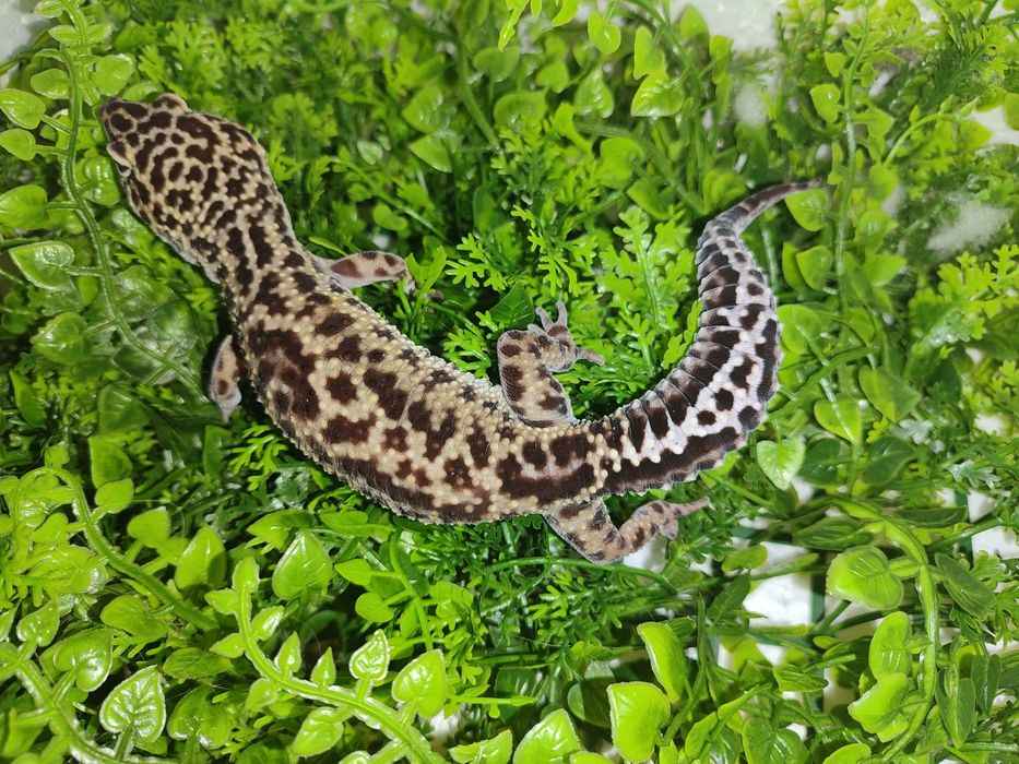 Gekony lamparcie
