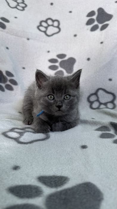 Британські дівчатка красуньки