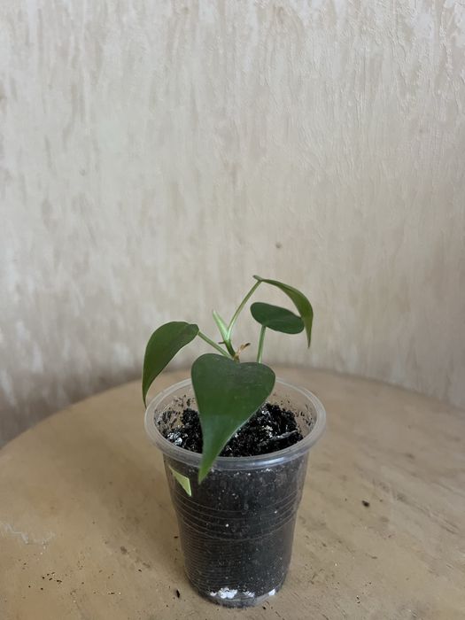 Епіпремнум. Сциндапсус.