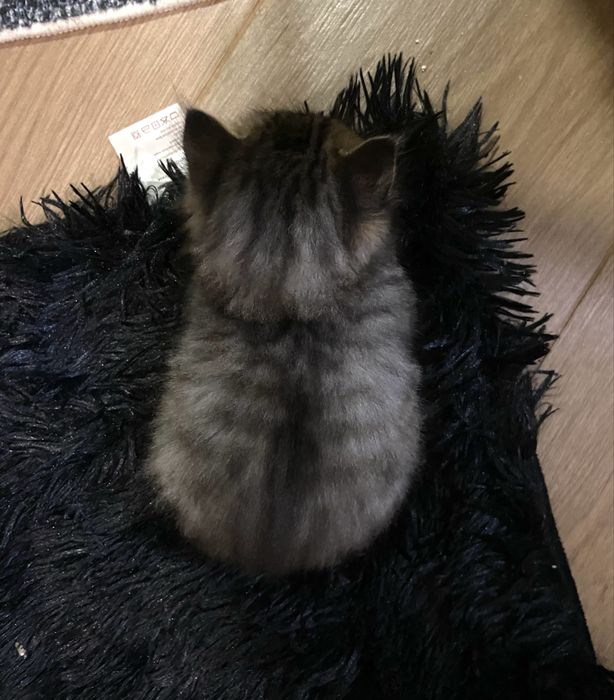 Маленький котик шукає сімʼю