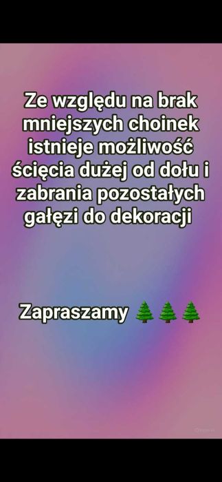 Choinki, świerki 2m i więcej