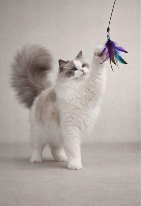 Ragdoll  Ragdolle FPL /FIFE prawdziwy rodowod Duza wyprawka