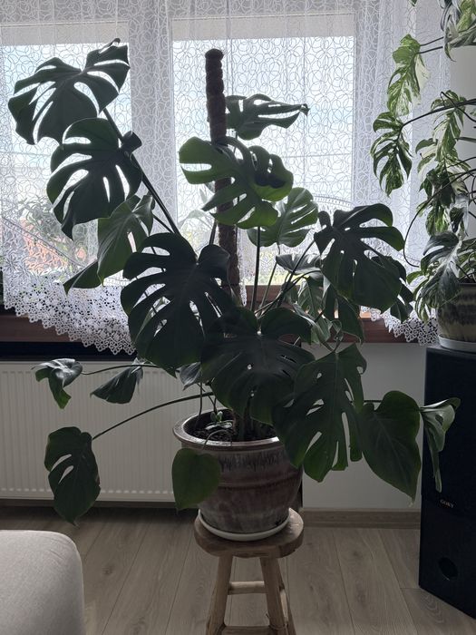 Monstera deliciosa / dziurawa 130cm