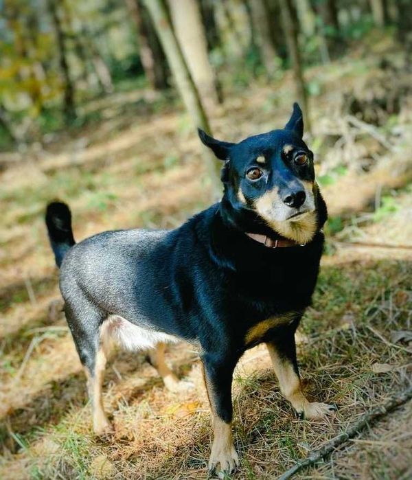 Kika-MAŁA suczka z charakterem - do SPOKOJNEGO domu