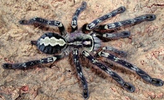 Poecilotheria fasciata - 2DC.