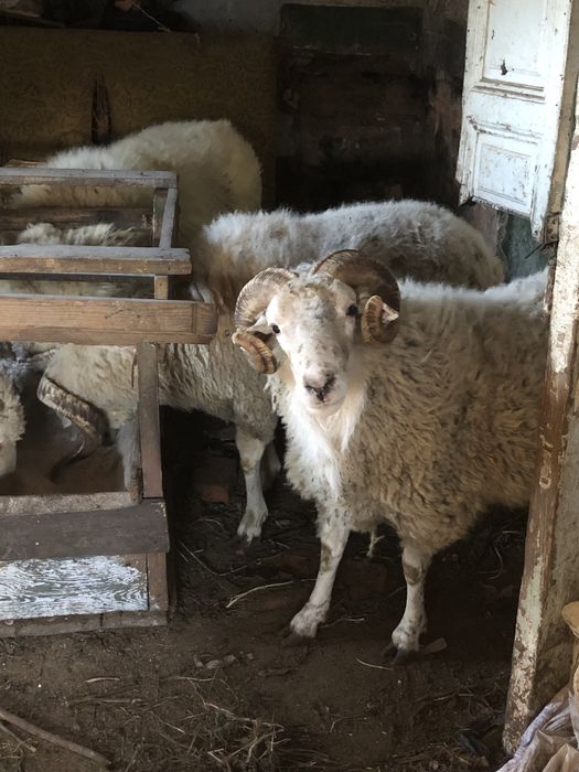Продам овец баранов домашние на чистых кормах .упитаные