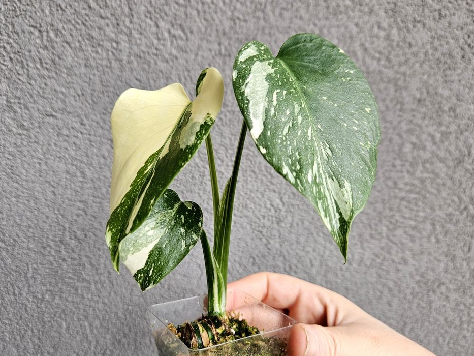 Monstera Thai Mutation noID 3 listna sadzonka + drugi węzeł