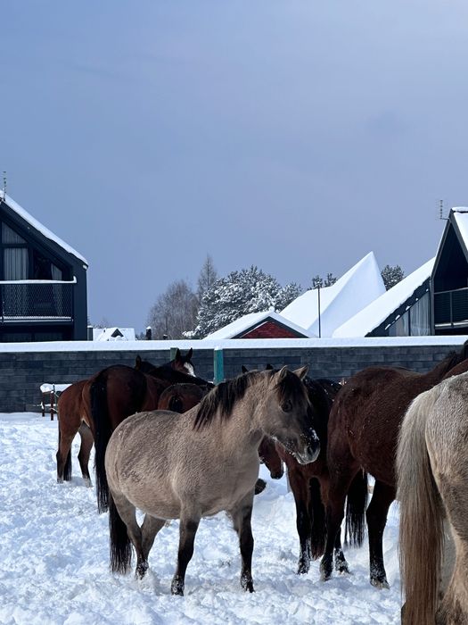 Klacz konik polski 8 lat