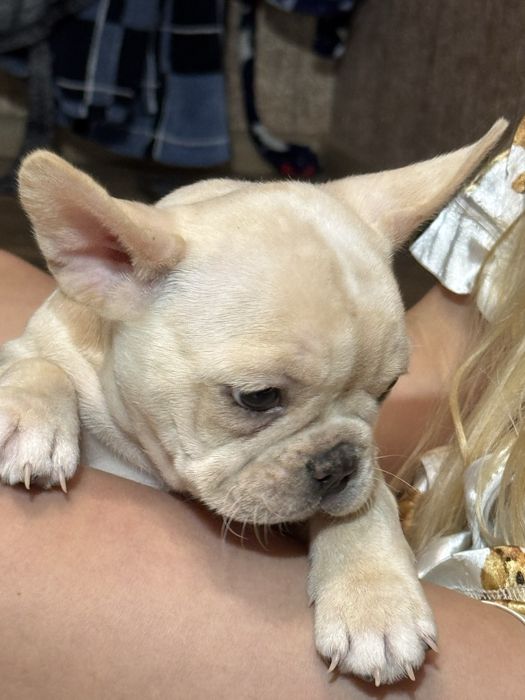 Мальчик кремовый .1,5 мес