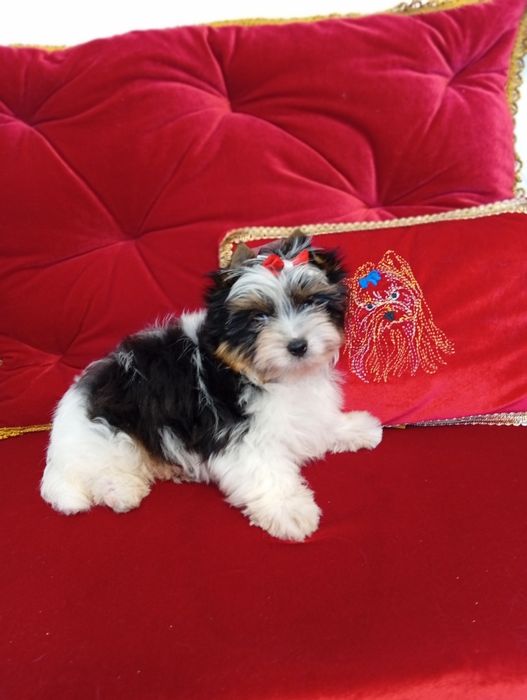Mini samczyk z metryką ZKwP/FCI Biewer Yorkshire terrier,do  2 kg