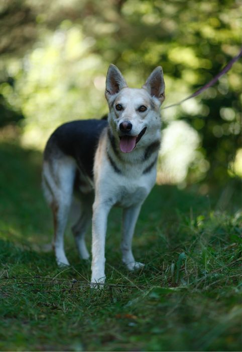 Jolo psiak do adopcji