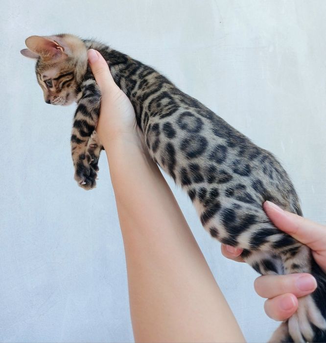 Бенгальські клубні кошенята