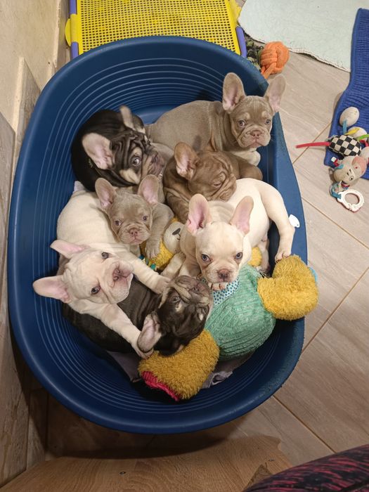 Хто хоче цуценя французький бульдог