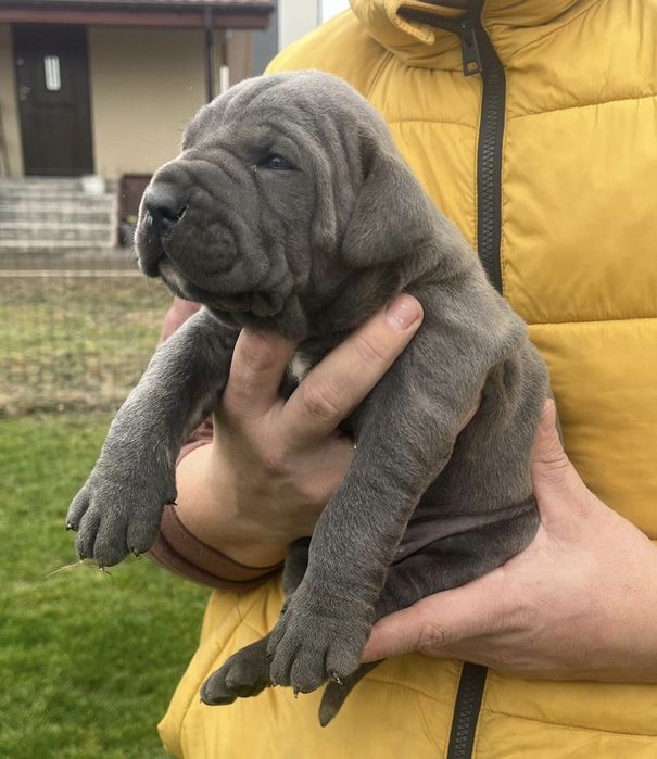 Cane Corso Mocny Pies