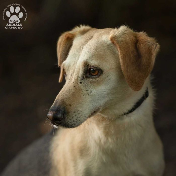 Nieśmiały Meksyk szuka spokojnego domu! OTOZ Animals Ciapkowo