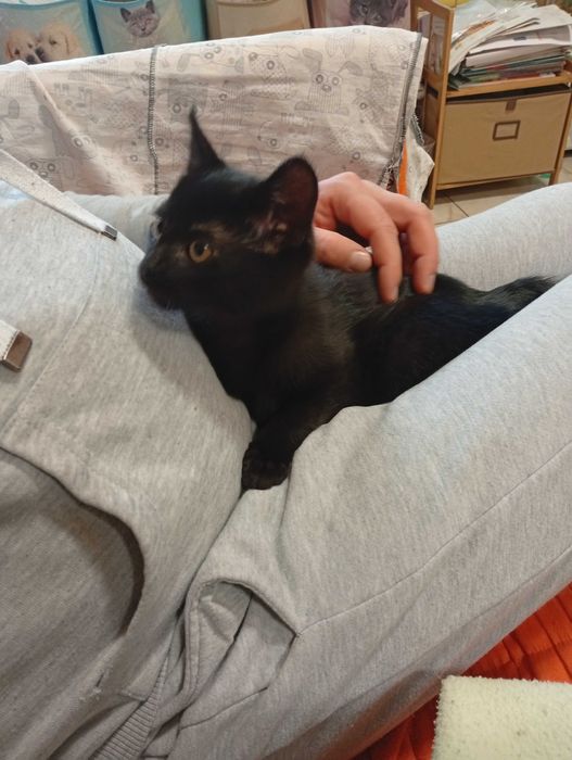 Rafik przecudny kiciuś