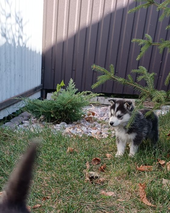 Цікаві малючки- хлопчик