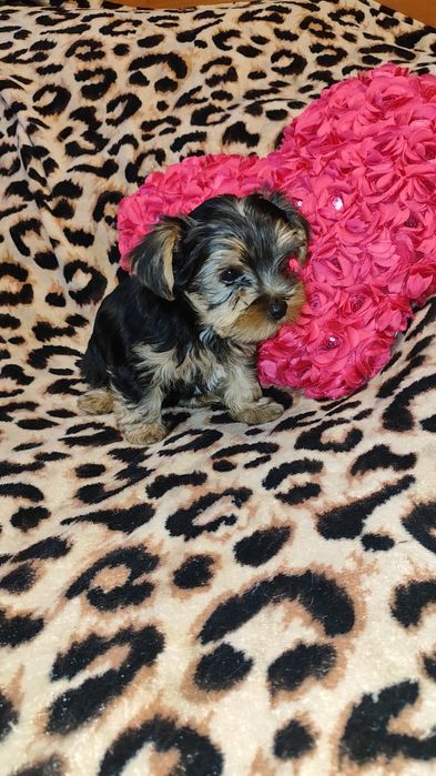 Цуценята йоркширського тер’єра - Подарунок на 8 березня