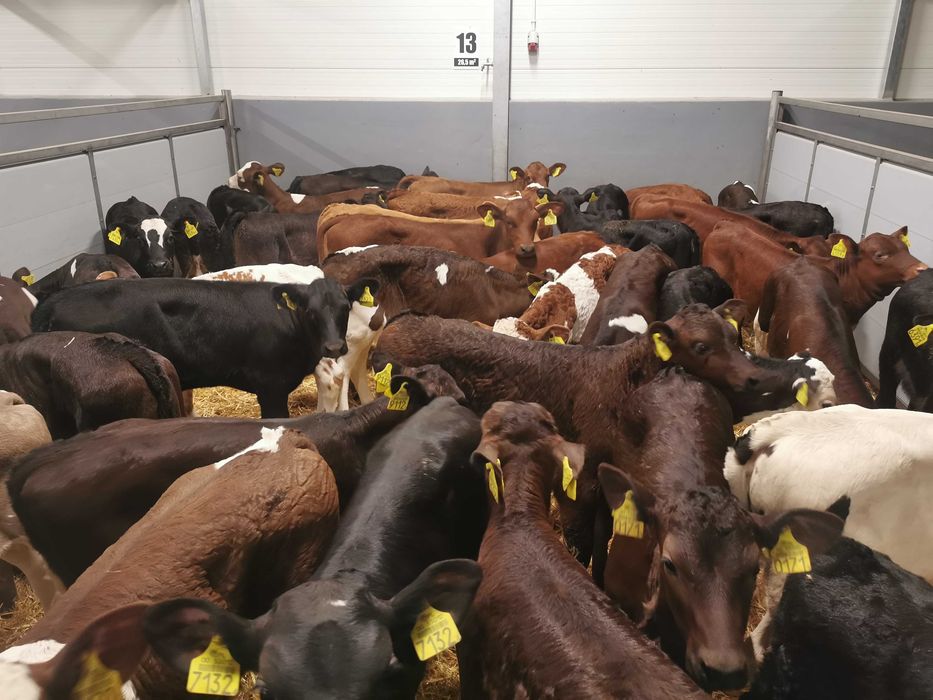 Cielęta  Jałówki MM 50-90 kg POLSKIE.Duży wybór  Raciąż