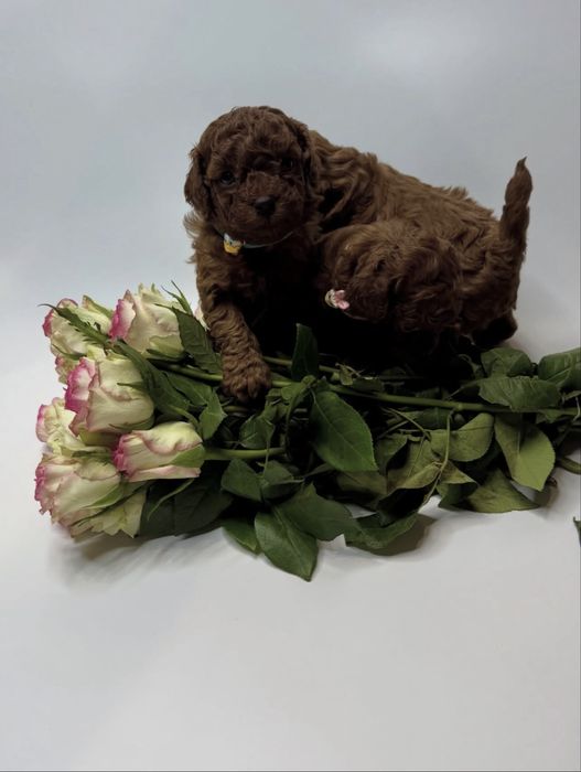 Мальчики той пудель red brown FCI КСУ