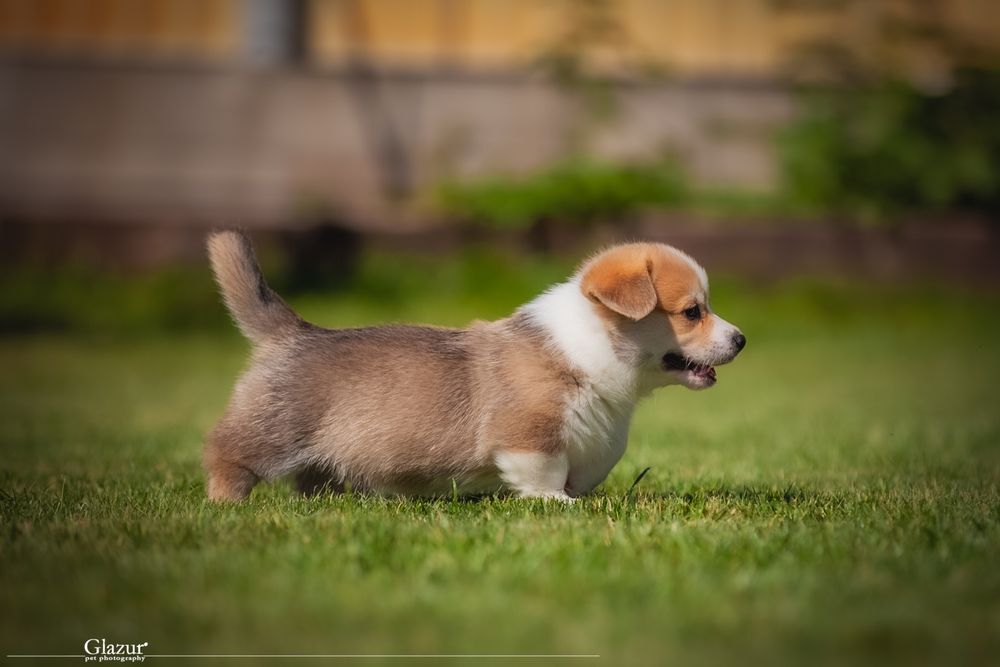 Коргі хлопчик кобель 6 місяців шикарний крутий породний топ вельшкорги