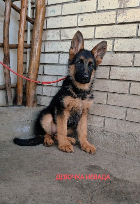 Немецкие овчарки с документами ксу