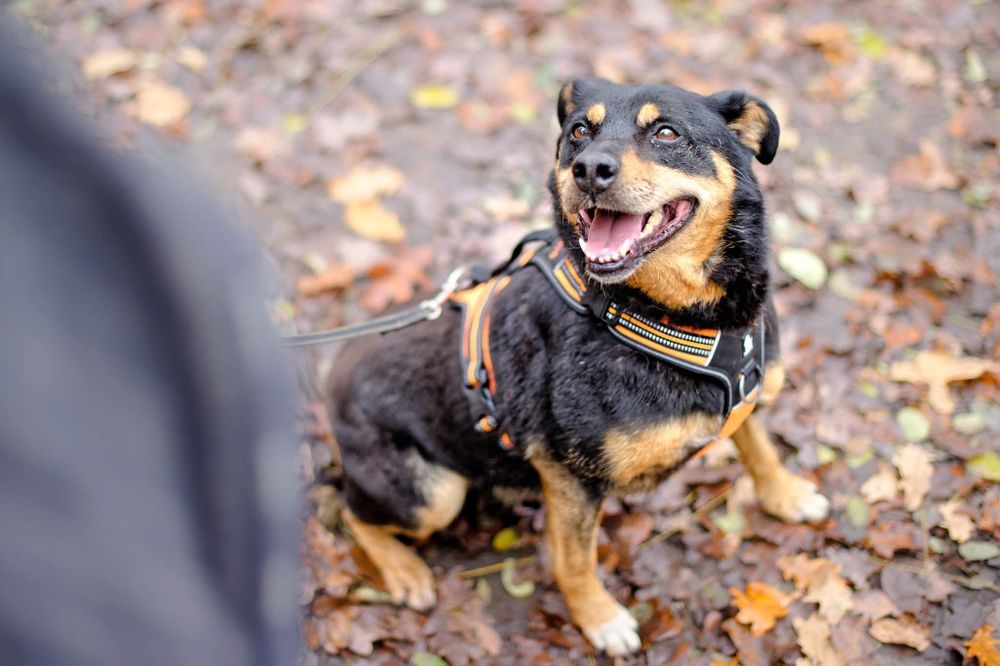 Mini rottweiler czeka na dom