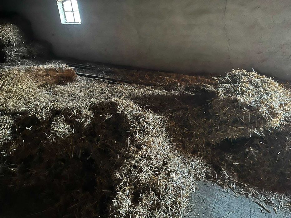 Oddam za darmo słoma kostki i luzem