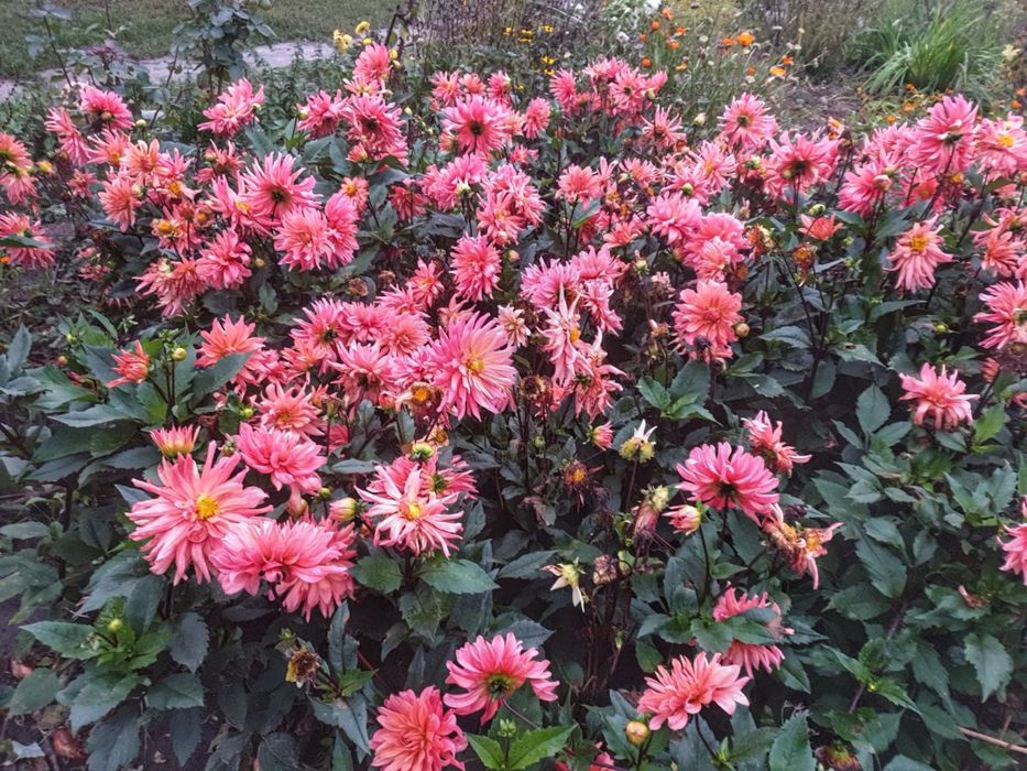 Продам георгіни (жоржини)