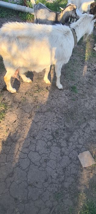 Дойні кози Зааненські