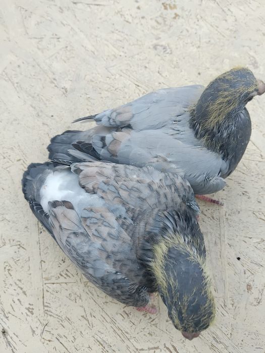 Gołębie pocztowe opal