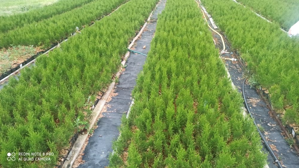 tuja szmaragd doniczka p9