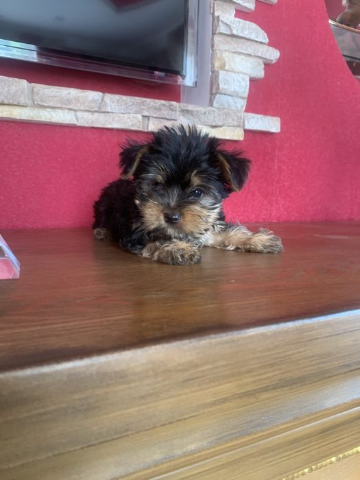 Продам цуценят Йорка