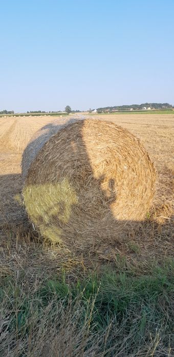 Sprzedam słomę w balotach 140