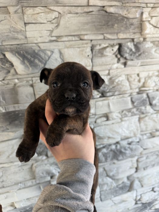 Piękna Suczka Bokser Pręgowana Chip,Rodowód,Książeczka!