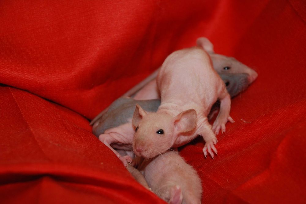 Пацюки сфінкс, лисі криси, щури гіпоалергенні ручні