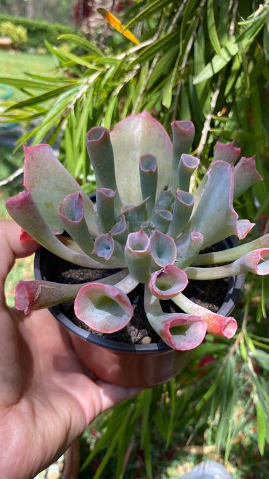 Vendo suculenta tromphete