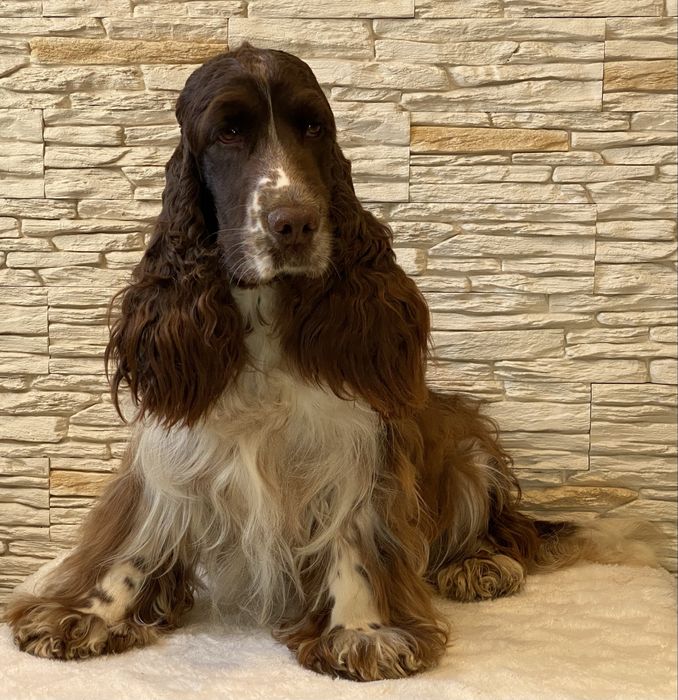 Cocker Spaniel Angielski Pies Bakuś