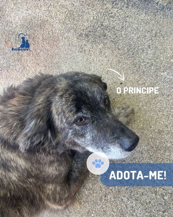 Principe - cao porte medio para adoção